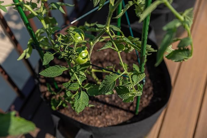 Gardzen 3-Pack Tomato Cage, Plants Support, Trellis Climbing Triangular Cage, Stand for Pepper Eggplant Tomato Flowers
