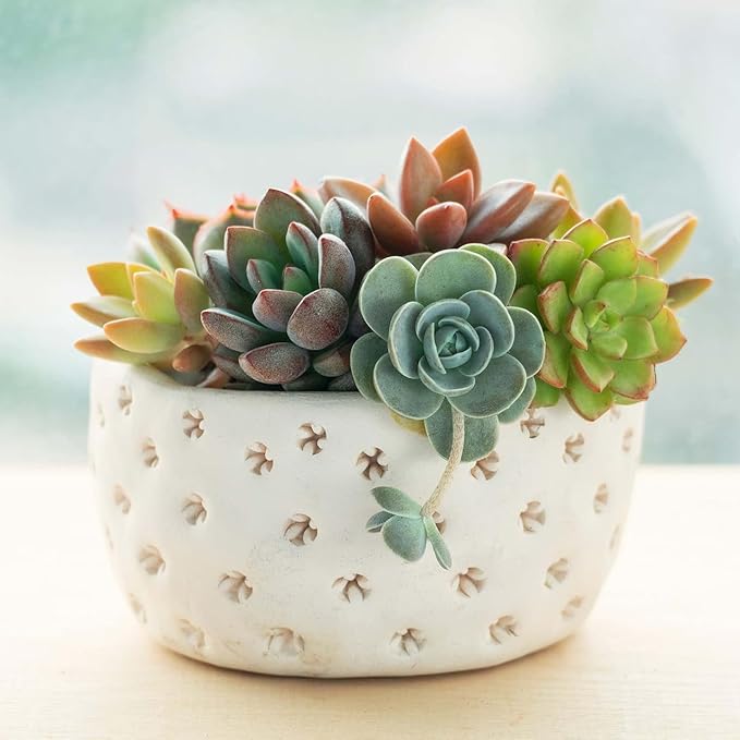 Mountain Crest Gardens Ultimate Succulent Variety Pack - 50 Unique Live Plants, Many Types, Rooted in 2 inch Pots - Indoor/Outdoor Real Succulents for Garden Decor, Favors, DIY Arrangements