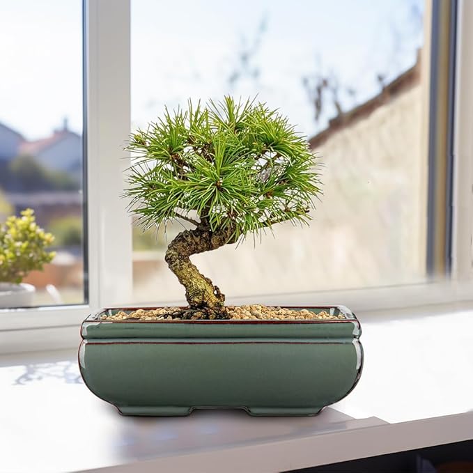 Ceramic Bonsai Pots with Drainage Hole Set of 2, Green Glazed Bonsai Planters for Indoor/Outdoor Use, Rectangular Shallow Bonzai Tree Pot for Succulent, Orchids, Cacti, Home, Patio, Garden, 8.7"x5.9"