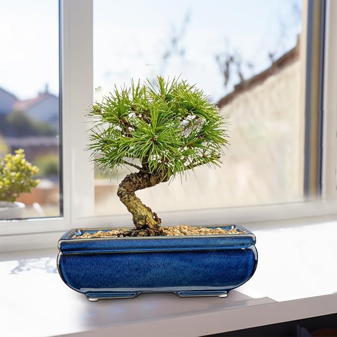 Villa Como Succulent Planters Bonsai Pots for Live Bonsaii Trees Set of 2, 8.7" Large Ceramic Shallow Pot for Succulents Indoor with Drainage Hole, Outdoor Cactus Plant Bonsai Pots, Ceramic Flower Pot