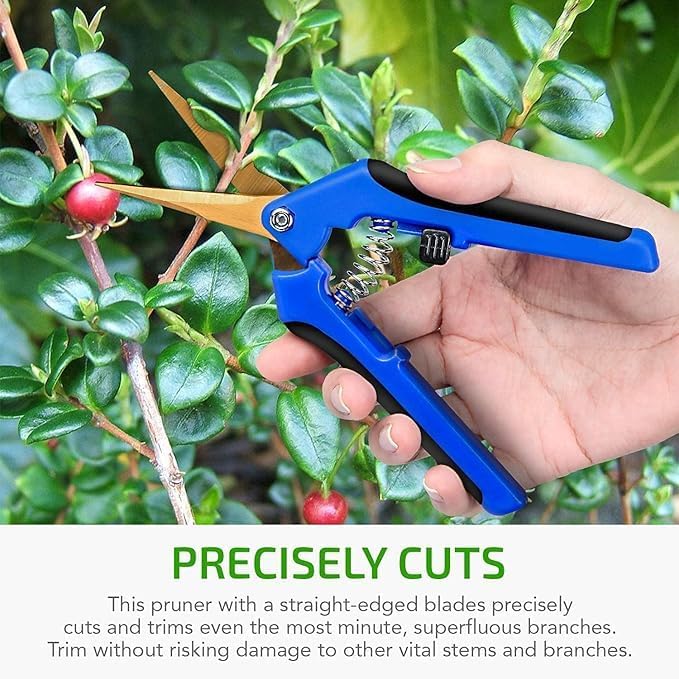iPower 6.5 Inch Garden Hand Pruner Shears with Straight Stainless Steel Scissors, for Hydroponic Trimming Herb/Flowers/Vegetables/Plants, Blue, 1-Pack