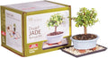 Brussel's Bonsai - Live Dwarf Jade Bonsai Tree Starter Kit with Ceramic Bonsai Pot & Bonsai Soil, Indoor Bonsai Plant Kit, Easy Care Houseplant for Beginners (Green)