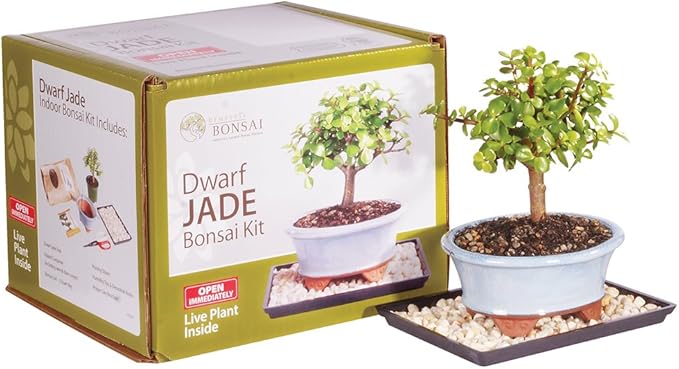 Brussel's Bonsai - Live Dwarf Jade Bonsai Tree Starter Kit with Ceramic Bonsai Pot & Bonsai Soil, Indoor Bonsai Plant Kit, Easy Care Houseplant for Beginners (Green)