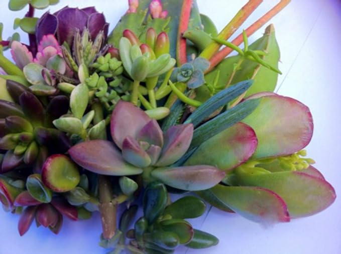 25 (25 varieties) Succulent CUTTINGS