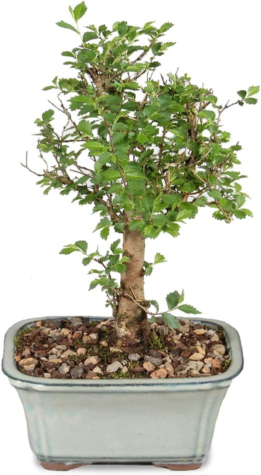 Brussel's Bonsai Live Chinese Elm Bonsai Tree, Outdoor - Small, 5 Years Old, 6 to 8 inches Tall - Includes Decorative Ceramic Bonsai Pot