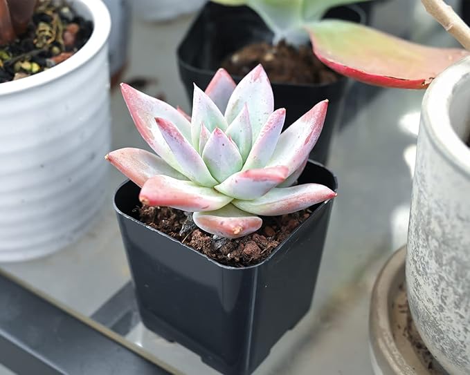 Sprout N Green Echeveria Succulent Collection, 3 Live Succulent Plant Fully Rooted in 2inch Starter Pot, Home Office Indoor Outdoor Wedding Decoration DIY Projects Party Favor