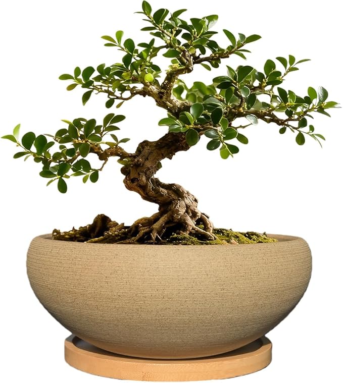 MUZHI Round Unglazed Ceramic Bonsai Pot with Bamboo Tray, Large Rough Pottery Succulent Planter with Drainage Hole 6.1 inch