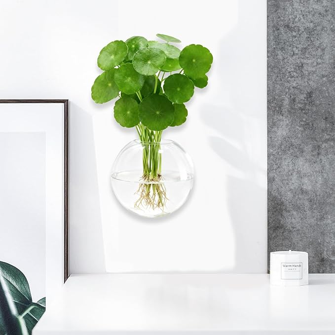 Wall Hanging Planter Propagation Station - 6-Pack Oblate Glass Flower Vases for Hydroponics Plants, Decorative Vases for Bathroom, Home, Office & Living Room, Good Gift