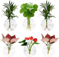Wall Hanging Planter Propagation Station - 6-Pack Oblate Glass Flower Vases for Hydroponics Plants, Decorative Vases for Bathroom, Home, Office & Living Room, Good Gift