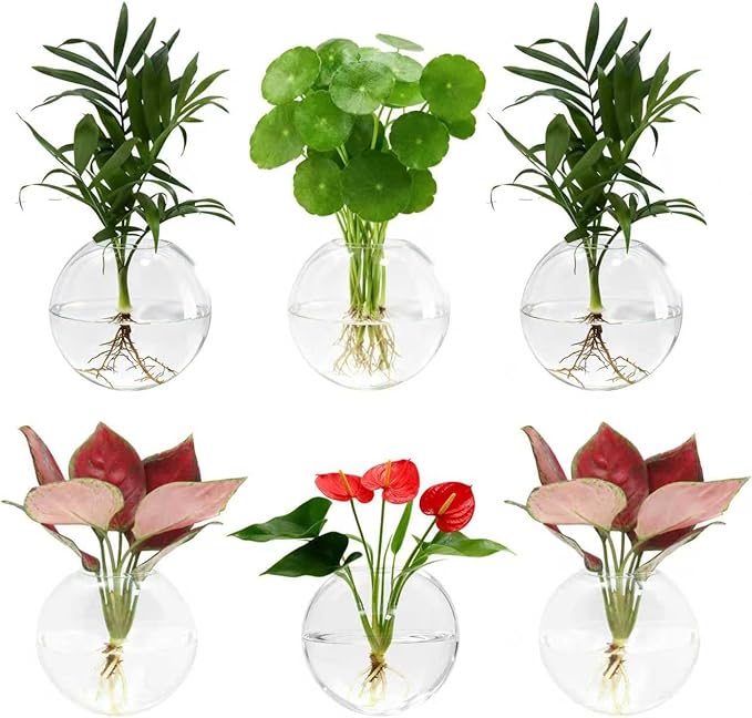 Wall Hanging Planter Propagation Station - 6-Pack Oblate Glass Flower Vases for Hydroponics Plants, Decorative Vases for Bathroom, Home, Office & Living Room, Good Gift