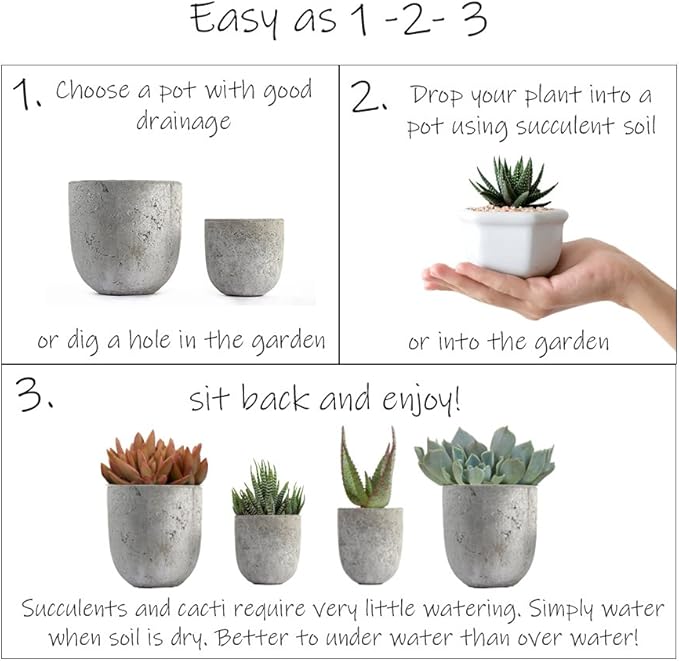 Assorted Cactus Collection 2.5" 12 pack