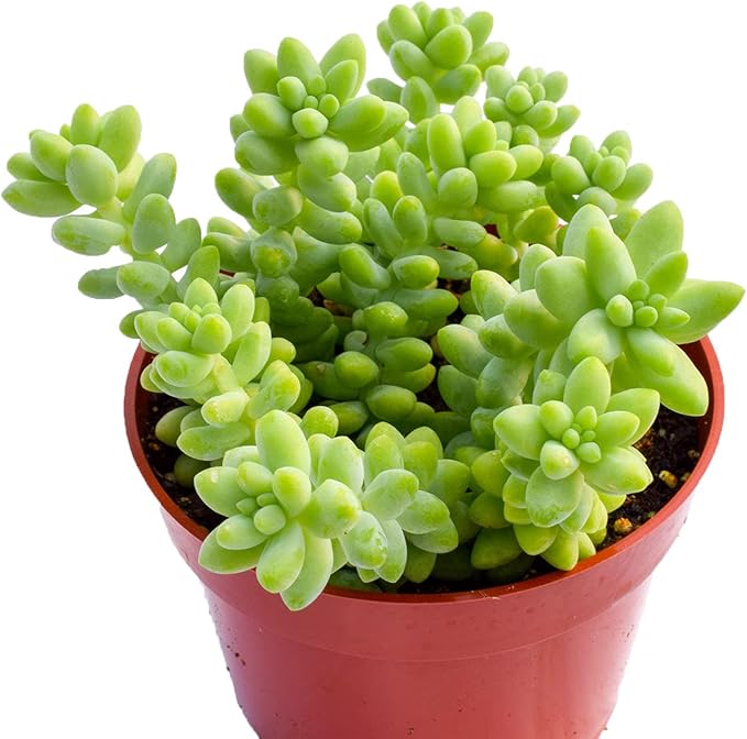 Live Donkey Tail Succulent Plant – Large 4-Inch (Set of 2) - Fully Rooted Donkey Tail (Sedum Morganianum) Succulent Plant – Succulent Market