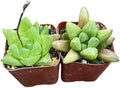 Live Succulent Cactus Plants from USKC (Two 2" Pot Set) (Haworthia Haworthia Cuspidata+Turgida)