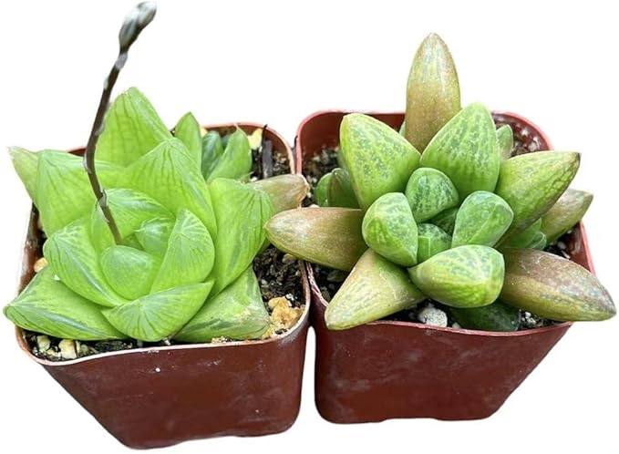 Live Succulent Cactus Plants from USKC (Two 2" Pot Set) (Haworthia Haworthia Cuspidata+Turgida)