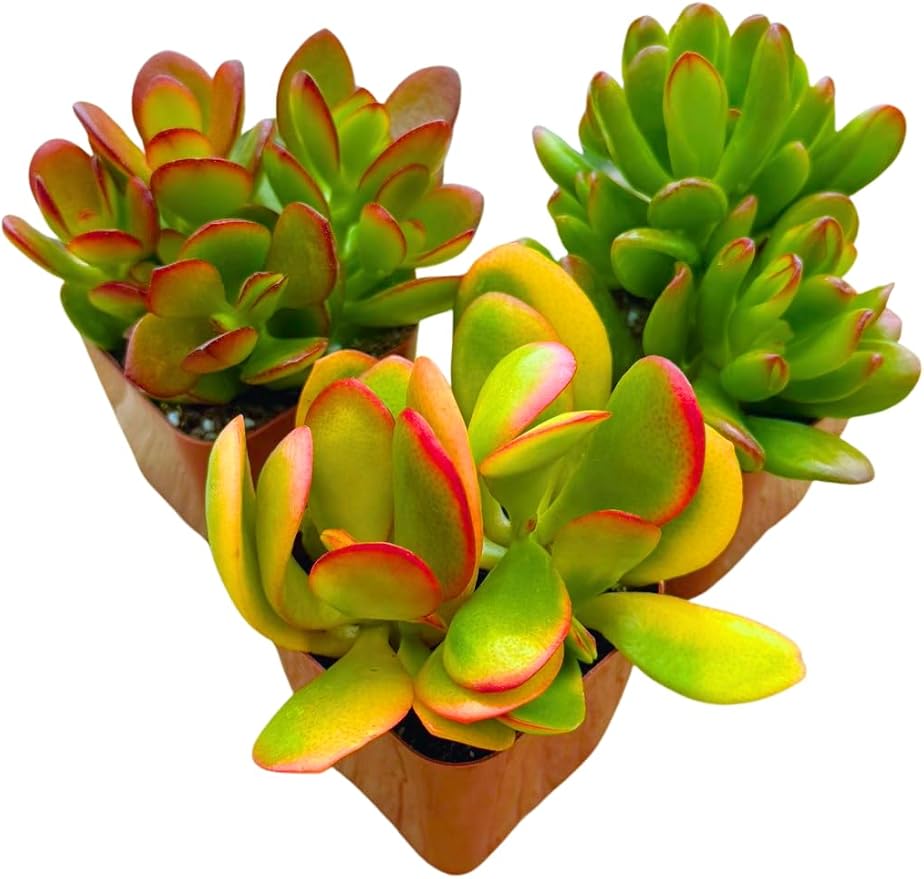 Succulents Plants Live Jade Plant 2" 3-Pack Mystery Collection, Live Jade Plant Starter Collection, Live Succulent Plants in Grower Pots with Succulent Soil Mix by The Succulent Cult