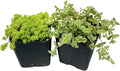 Live Succulent Cactus Plants(2" Pot 2 Pack Set) (Sedum Japonicum+Crassula 'Petite Bicolor')