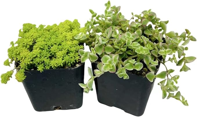 Live Succulent Cactus Plants(2" Pot 2 Pack Set) (Sedum Japonicum+Crassula 'Petite Bicolor')