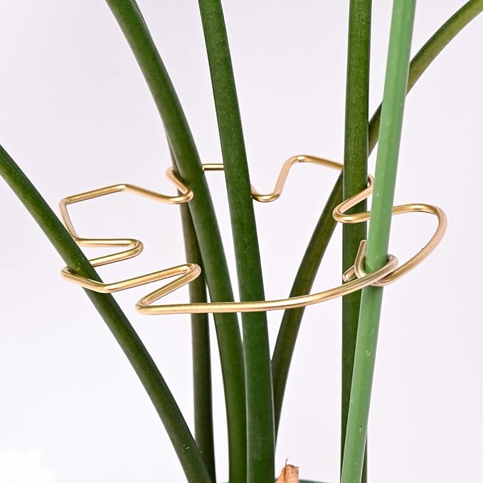 Yohsnor Monstera Plant Stem Support System - 5 Piece Set (5.5x4.7in) | Durable Plant Support Stakes for Climbing Plants & Fishbone Cactus | Ideal Leaf Stabilizer for Indoor Plants & Monstera Care