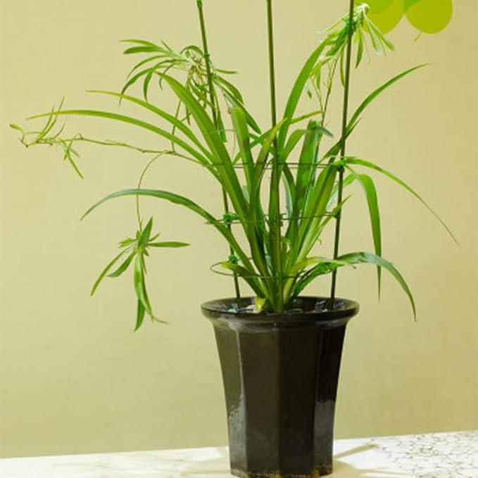 Legigo 3 Packs Plant Support Cages Tomato Cage for Garden- 36 Inch Adjustable Garden Cucumber Trellis Plant Stakes, Trellis Support Rings for Climbing Plants, Pots, Indoor Plants with 10 Plant Clips