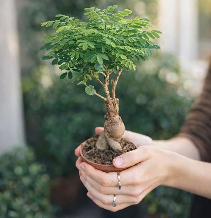 AVERGO Bonsai Tree Kit Classic - 5X Unique Japanese Bonzai Trees | Complete Indoor Bonsai Starter Kits for Growing Trees – DIY Gardening Gifts for Mother's Day, Women & Men