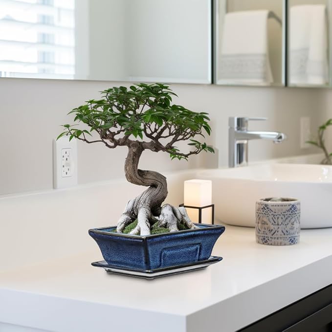 Ceramic Bonsai Pots with Drainage Tray Set of 2, 6 Inch Blue Glazed Bonsai Planters for Indoor/Outdoor Use, Shallow Rectangular Bonzai Tree Pots for Succulent, Orchids, Cacti, Home, Patio, Garden