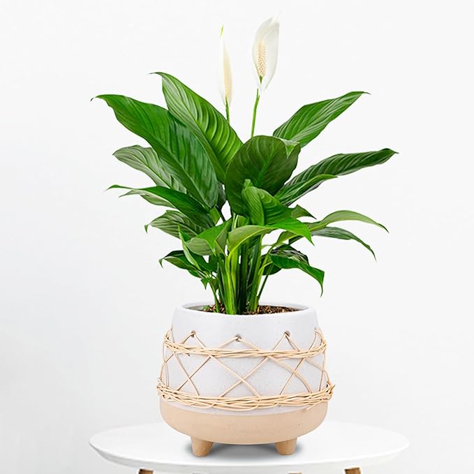 Ceramic Planter 8 Inch Plant Pots Indoor Outdoor Planter with Drainage Hole Flower Pots Plant Pot Ceramic Mid-Century