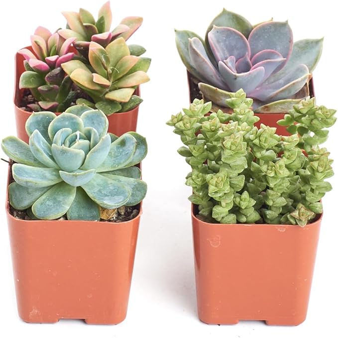 Shop Succulents Pastel Succulent Plant Pack Collection - Live Mini Succulent Plants, Low Maintenance, Bright & Serene Colors & Textures - Wedding and Party Favors, Gift & Garden, Pack of 4