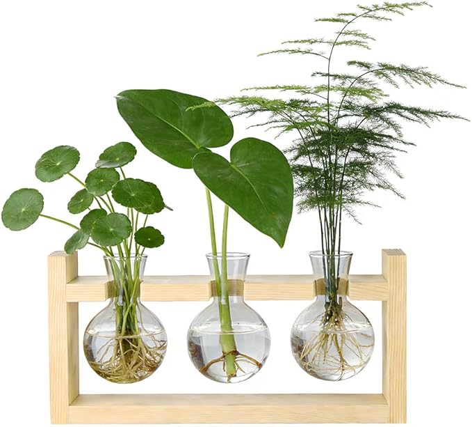 Plant Terrarium Desktop Glass Planter Hydroponics Vase,Plant Bulb Vase with Wooden Stand for Home Office Decoration