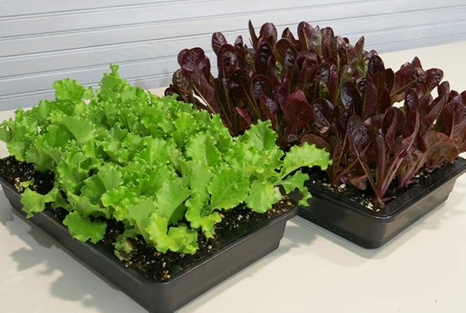 Hoss 48-Cell Seed Starting Kit | Trays, Domes, Soil, Fertilizer and Plant Labels!
