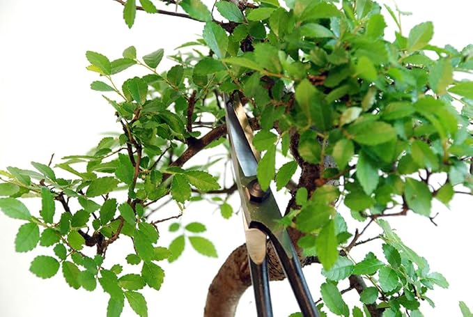 Okatsune 207 Pine Needles Shears with BP