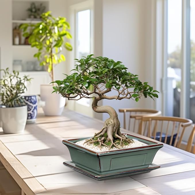 Ceramic Bonsai Pots with Drainage Trays Set of 2, Green Glazed Bonsai Planters for Indoor/Outdoor Use, Rectangular Shallow Bonzai Tree Pot for Succulent, Orchids, Cacti, Home, Patio, Garden, 7.5"x5.5"