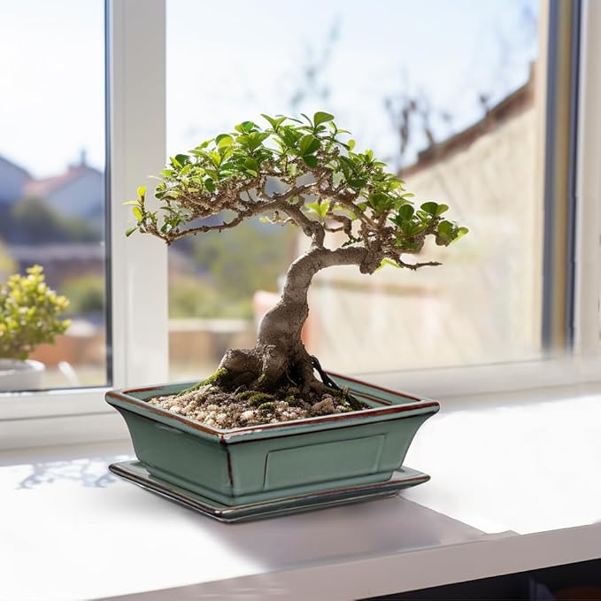 Ceramic Bonsai Pots with Drainage Trays Set of 2, Green Glazed Bonsai Planters for Indoor/Outdoor Use, Rectangular Shallow Bonzai Tree Pot for Succulent, Orchids, Cacti, Home, Patio, Garden, 7.5"x5.5"