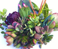 25 (25 varieties) Succulent CUTTINGS