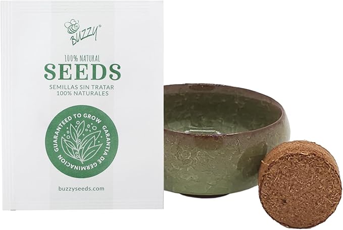 BUZZY Seeds 4-Pack Bonsai Tree Growing Kit Includes Black Austrian Pine, Monterey Cypress, Blue Spruce, Norway Spruce with Green, Blue, Dark Blue, and Gold Crackle Pots, Indoor Gardening Gift Set