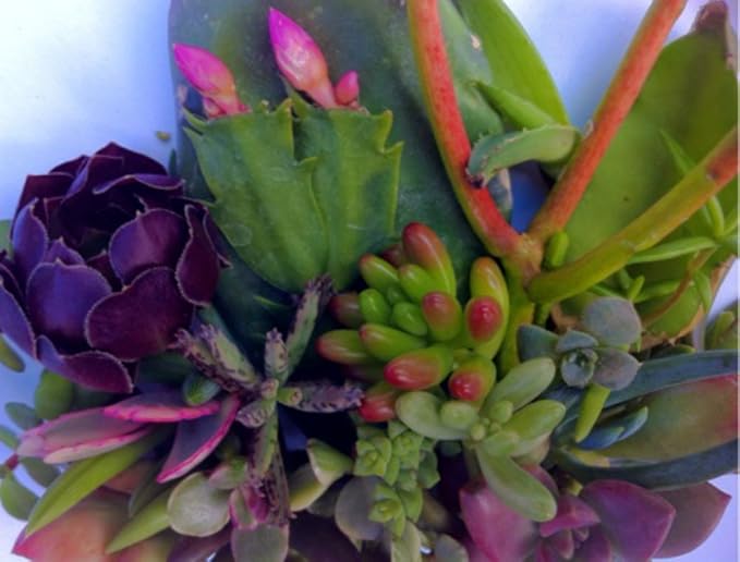 25 (25 varieties) Succulent CUTTINGS