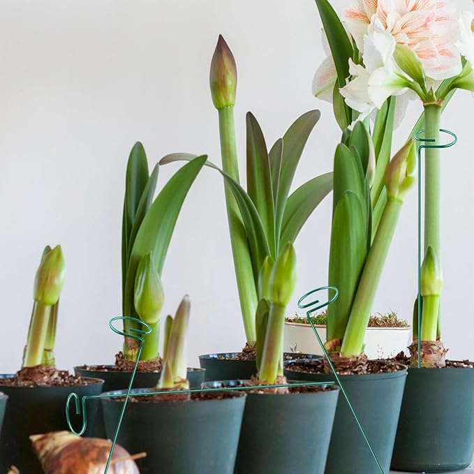 20 Pieces 24 inch Green Single Stem Plant Stakes Flower Support Rings,Gardening Planter Cages for Single Stem Flowers, Amaryllis, Peony, Lily,Narcissus