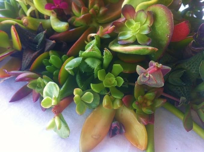 15 Assorted Succulent & Cactus Cuttings. No 2 Cuttings Alike. Great for Terrariums, Mini Gardens, and as Starter Plants.
