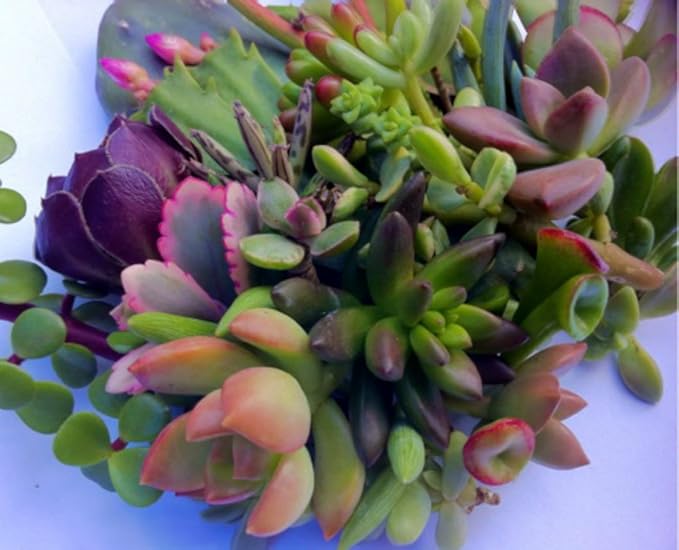 25 (25 varieties) Succulent CUTTINGS