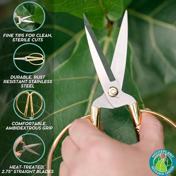 Fiddle Leaf Fig Notching Bundle