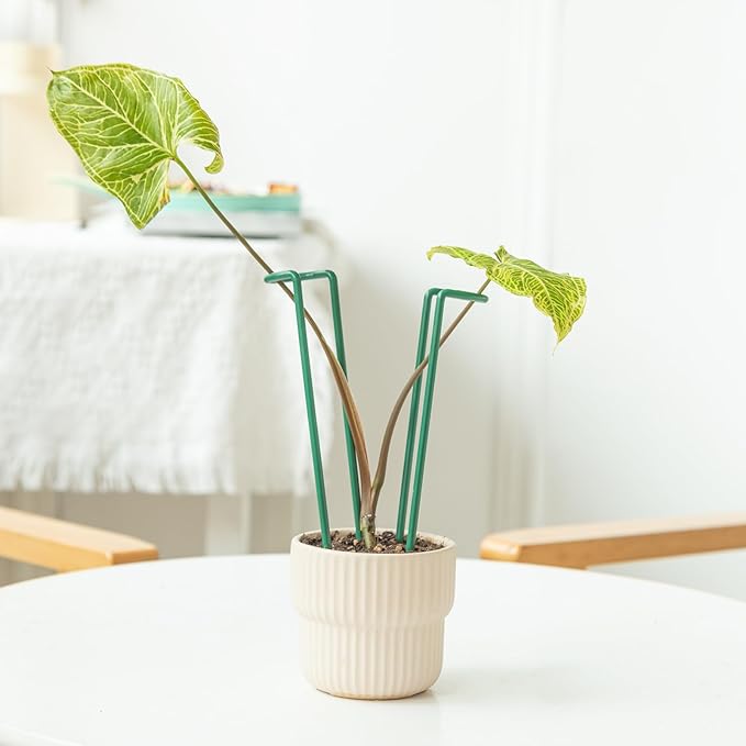 Indoor Plant Stakes – 8.7" U-Shaped Durable Iron Support for Monstera & Potted Plants, Perfect for Small to Medium Climbing Plants, 10-Pack, Ideal for Home Décor & Plant Lovers