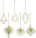Gold Hanging Air Plants Holders Small Tillandsia Airplants Hangers 6 Pack Geometric Wire Himmeli Air Fern Display Planter with Chains Airferns Metal Hanging Holders