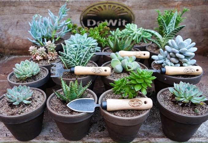 DeWit Bonsai Tool Kit in Wooden Box – Precision Hand Tools for Bonsai & Miniature Gardening, Tempered Boron Steel with Ash Hardwood Handles