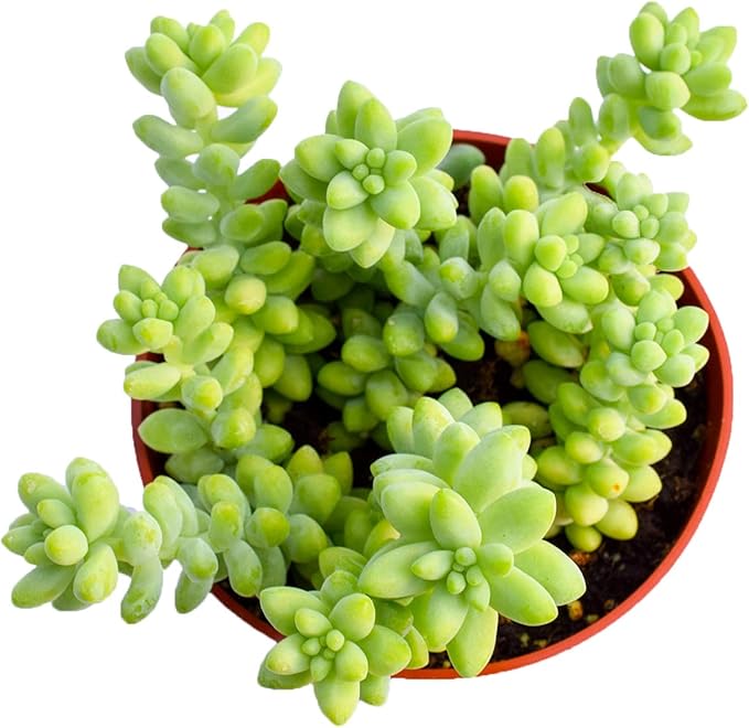 Live Donkey Tail Succulent Plant – Large 4-Inch (Set of 2) - Fully Rooted Donkey Tail (Sedum Morganianum) Succulent Plant – Succulent Market
