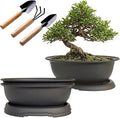 MUZHI 3 Pack Oval Bonsai Pot with Drainage Tray, Matte Finish Plastic Bonsai Growing Planters with Tools for Home Garden Plant Container (9.1" Large)