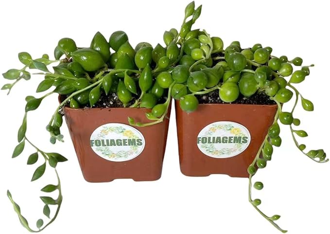 Live Succulent Plants from USKC (Two 2" Pot Set) (String of Pearls+Tears)