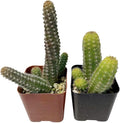 Live Succulent Cactus Plants from USKC (Two 2" Pot Set) (Peanut Cactus)