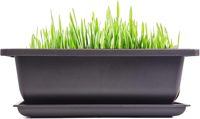 C CRYSTAL LEMON Bonsai Training Pots with Drip Trays, 3-Pack, 9” L x 6.7” W x 3” H Rectangular Plastic Planters with Drainage Holes & Mesh Screen, for Bonsai, Succulents & Cactus (Large)