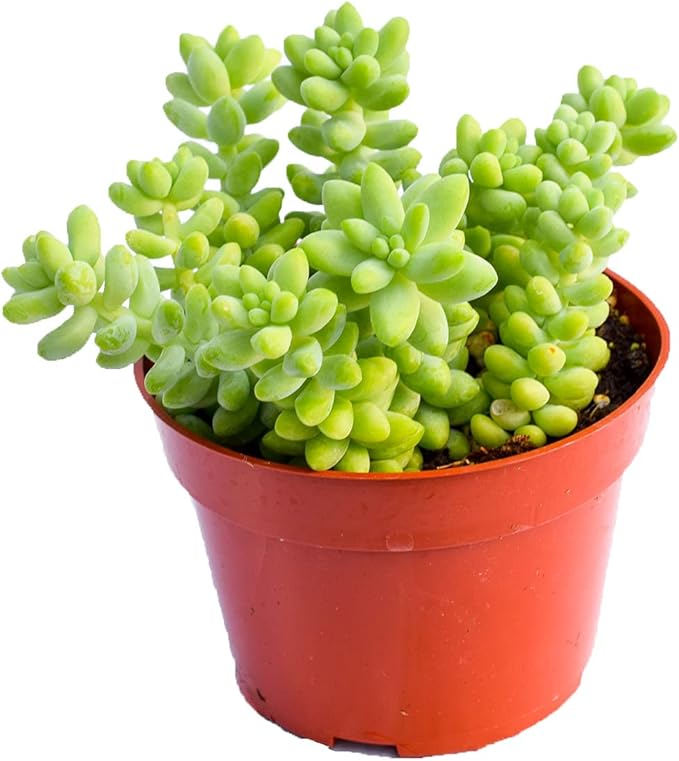 Live Donkey Tail Succulent Plant – Large 4-Inch (Set of 2) - Fully Rooted Donkey Tail (Sedum Morganianum) Succulent Plant – Succulent Market