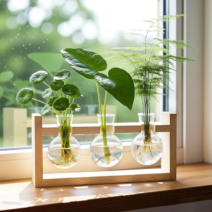 Plant Terrarium Desktop Glass Planter Hydroponics Vase,Plant Bulb Vase with Wooden Stand for Home Office Decoration