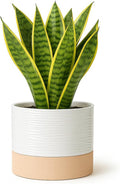 Ceramic Self Watering Plant Pots – 6 Inch White Planter with Drainage Hole & Water Storage for Succulents & Modern Indoor House Plants (White & Beige, 6" Wide)
